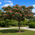Albízia ružová (Albizia Julibrissin) ´OMBRELLA´® - výška 60-80 cm, kont. C5L